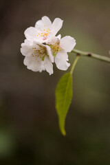 Horticulture of Gran Canaria -  almond trees blooming in Tejeda in January, macro floral background
