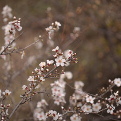 Horticulture of Gran Canaria -  almond trees blooming in Tejeda in January, macro floral background
