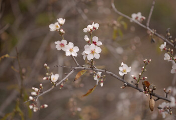 Horticulture of Gran Canaria -  almond trees blooming in Tejeda in January, macro floral background
