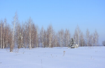 A pine tree among sparkling snow against the backdrop of birch trees and a blue winter sky