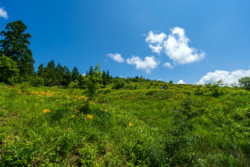 白山高山植物園に咲く白山の高山植物の花