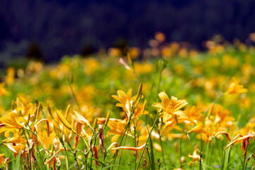 白山高山植物園に咲く白山の高山植物の花