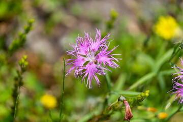白山高山植物園に咲く白山の高山植物の花
