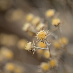 Flora of Gran Canaria -  Carlina salicifolia, species of thistle found in Macaronesia, natural macro floral background
