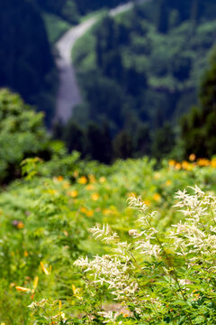 白山高山植物園に咲く白山の高山植物の花
