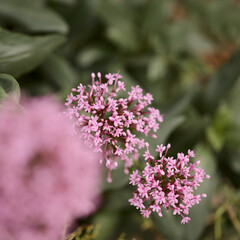 Flora of Gran Canaria -  Centranthus ruber, red valerian, invasive in Canaries natural macro floral background

