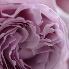 Unusual lilac-grey rose macro floral background