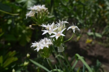Blooming Plummer's onion, scientific name Allium plummerae