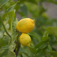 Agriculture of Gran Canaria - Lemon fruit on branches, January 