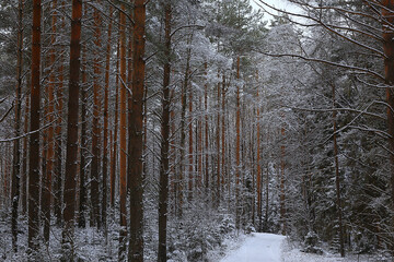 Fototapeta premium coniferous forest covered with hoarfrost background, winter landscape snow trees