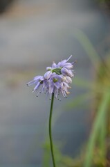 Blooming wild blue onion, scientific name Allium stenodon