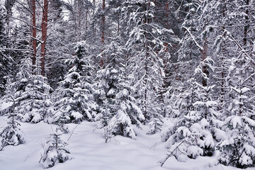 travel to canada winter forest landscape, seasonal view, panorama in the forest covered with snow