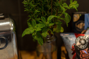 still life of herbs and spices eg mint
