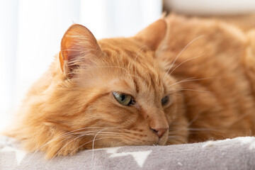 可愛い猫　茶トラ猫