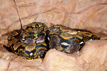Reticulated python // Netzpython (Malayopython reticulatus)