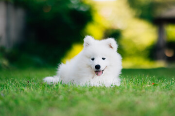Fototapeta premium White Samoyed puppy dog smiles muzzle in the garden on the green grass