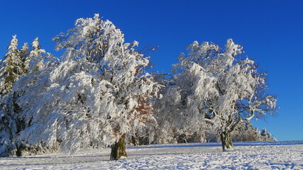 Bizarre schneebedeckte und gefrorene Bäume 