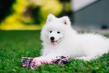 Funny fluffy white Samoyed puppy dog is playing with toy in the garden