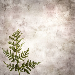 square stylish old textured paper background with lacy leaves of Todaroa montana, plant endemic to the Canary Islands

