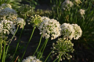 Summer blooming ornamental onions in the garden