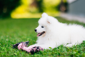 Funny fluffy white Samoyed puppy dog is playing with toy in the garden