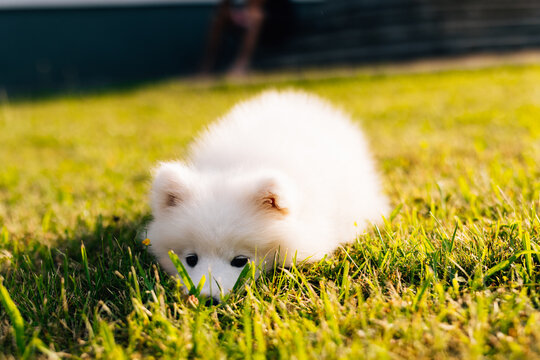 Funny Samoyed puppy in the garden on the green grass
