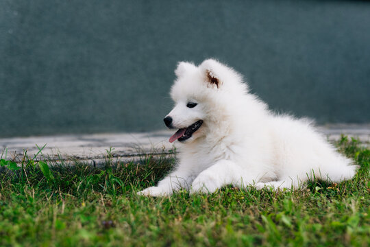 Funny Samoyed puppy in the garden on the green grass