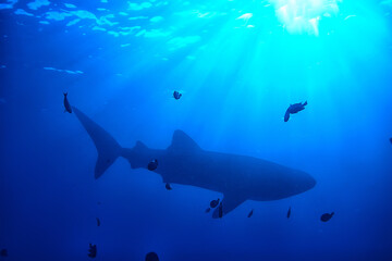 whale shark scene landscape / abstract underwater big sea fish, adventure, diving, snorkeling