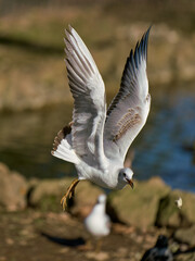 A seagull taking off by a pond in a city park