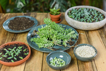 Urban Jungle sedum burrito pflegen um umtopfen auf Arbeitstisch, Zimmerpflanzen vermehren, Schlangen-Fetthenne