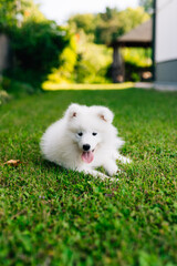 White puppy Samoyed playing in the yard on a green lawn