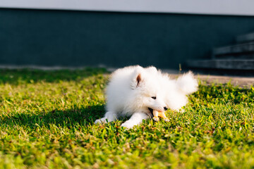 Fluffy white Samoyed puppy dog playing with toy on the green grass