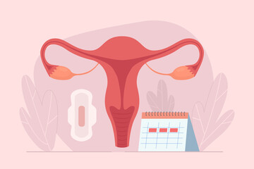 Female menstrual cycle. Menstruation calendar. Tracking menstrual cycle. Vector illustration of female reproductive system.