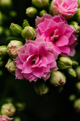 Obraz premium Pink house flower in bloom close-up from above.