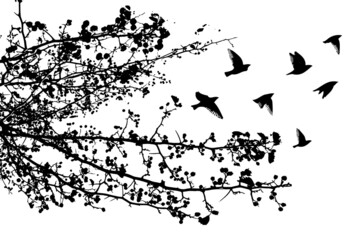 Fototapeta premium Realistic illustration with silhouettes of three birds - crows or ravens sitting on tree branch without leaves and flying, isolated on white background - vector