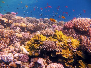 red sea fish and corals