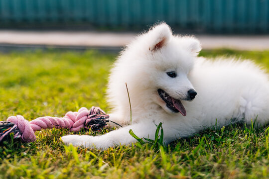 Fluffy white Samoyed puppy dog playing with toy on the green grass