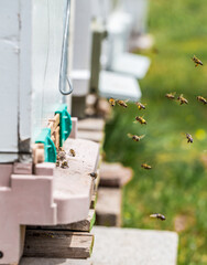 Realization of honey production by honey bees