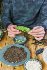 Mann hält Sedum Burrito in der Hand, Sukkulenten vermehren, pflegen, einpflanzen, Zimmerpflanzen Urban Jungle