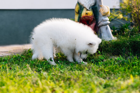 White puppy Samoyed playing in the yard on a green lawn