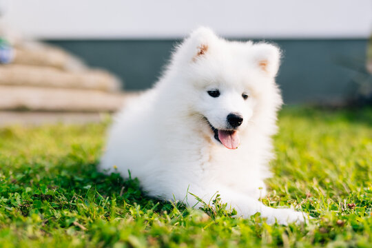 White puppy Samoyed husky playing in the yard on a green lawn