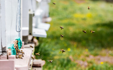 Realization of honey production by honey bees