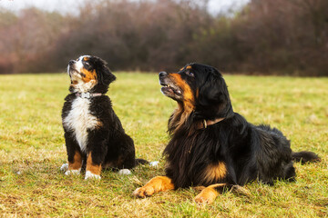 female Bernese Mountain Dog puppy sitting next to hovawart