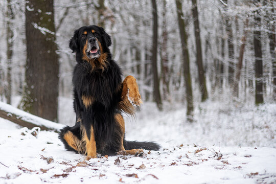 male dog hovawart gold and black in a snowy park greeting with a paw