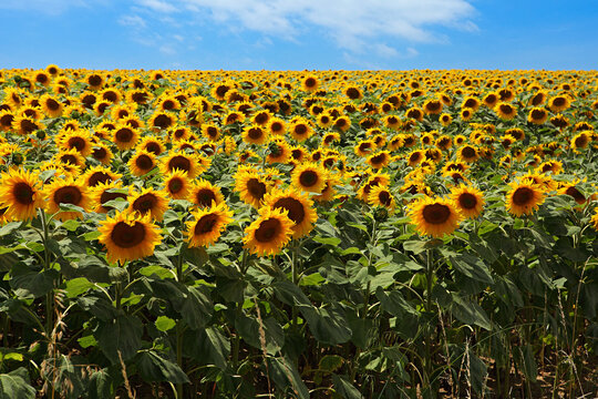 champ de tournesol sur fond de ciel bleu