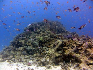 red sea fish and corals