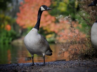 Canada Goose