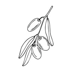 Olive tree in a vector style isolated. Black and white engraved ink art. Full name of the plant: Branches of an olive tree. Vector olive tree for background, texture, wrapper pattern, frame or border.