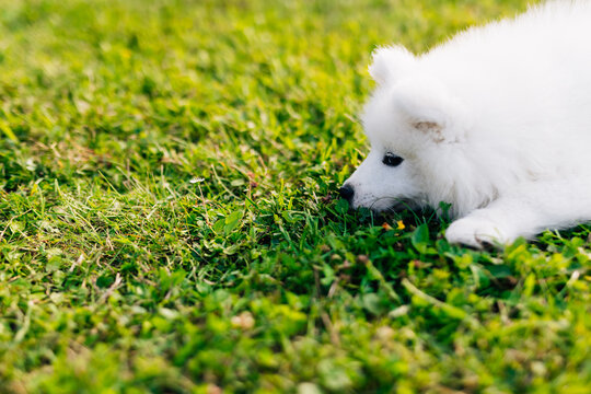 White and cute Samoyed puppy on green Grass
