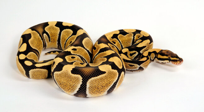 Ball python // K&ouml;nigspython (Python regius) - Desert Ghost colour morph